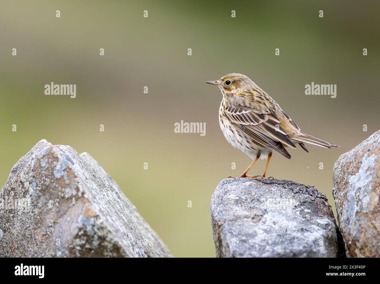 Meadow Pipit, Anthus pratensis, perched on top of a drystone wall in the Yorkshire Dales. North Yorkshire, UK. Stock Photo