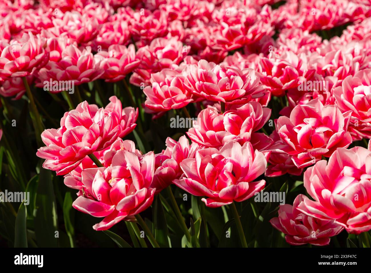 Beautiful flowers blooming on the Magnificent Mile in downtown Chicago, Illinois, USA. Stock Photo