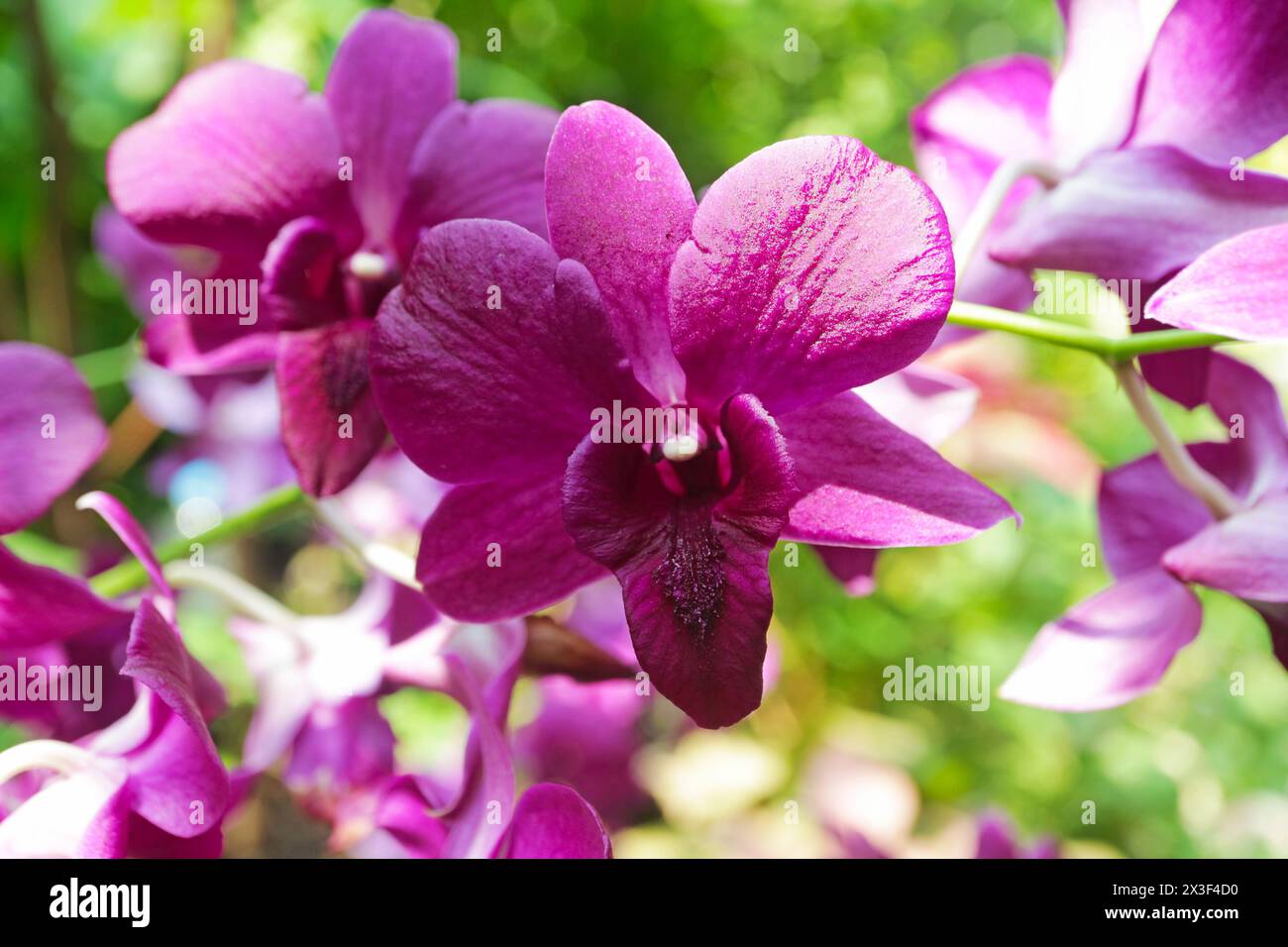 Closeup of of Gorgeous Magenta Vanda Orchids Blooming in the Sunlight Stock Photo