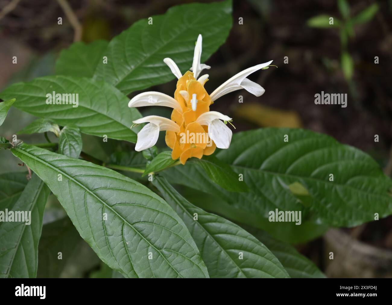 View of a small flower inflorescence on a golden shrimp plant (Pachystachys lutea) with emerging flowers Stock Photo