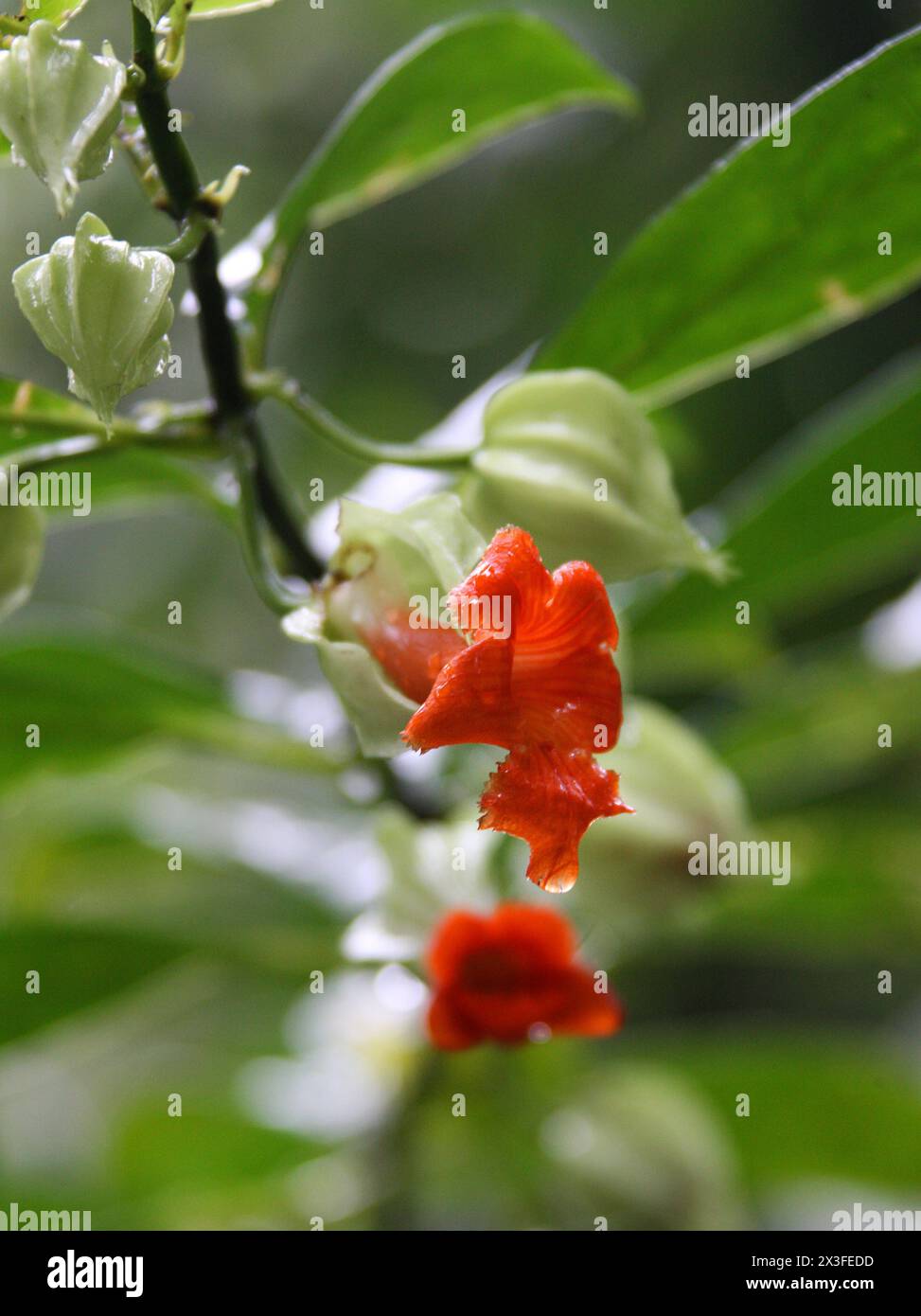 Drymonia rubra, Gesneriaceae. Orange jungle flower, Monteverde rain forest, Costa Rica, Central America. Santa Elena Cloud Forest Reserve, Monteverde. Stock Photo