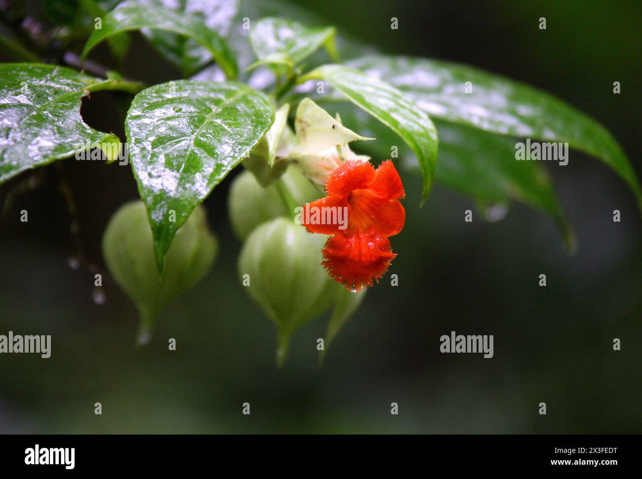 Drymonia rubra, Gesneriaceae. Orange jungle flower, Monteverde rain forest, Costa Rica, Central America. Santa Elena Cloud Forest Reserve, Monteverde. Stock Photo