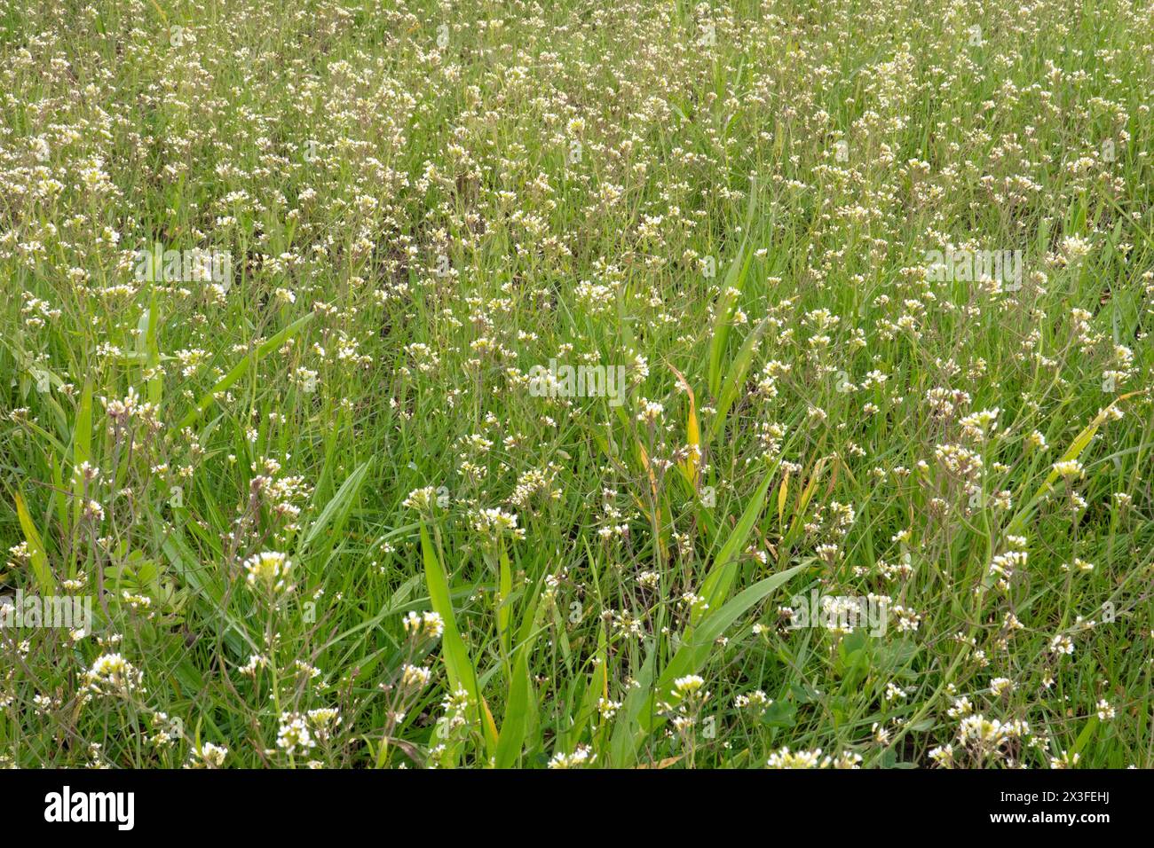 Large amount of Thale cress blooming in a meadow Stock Photo
