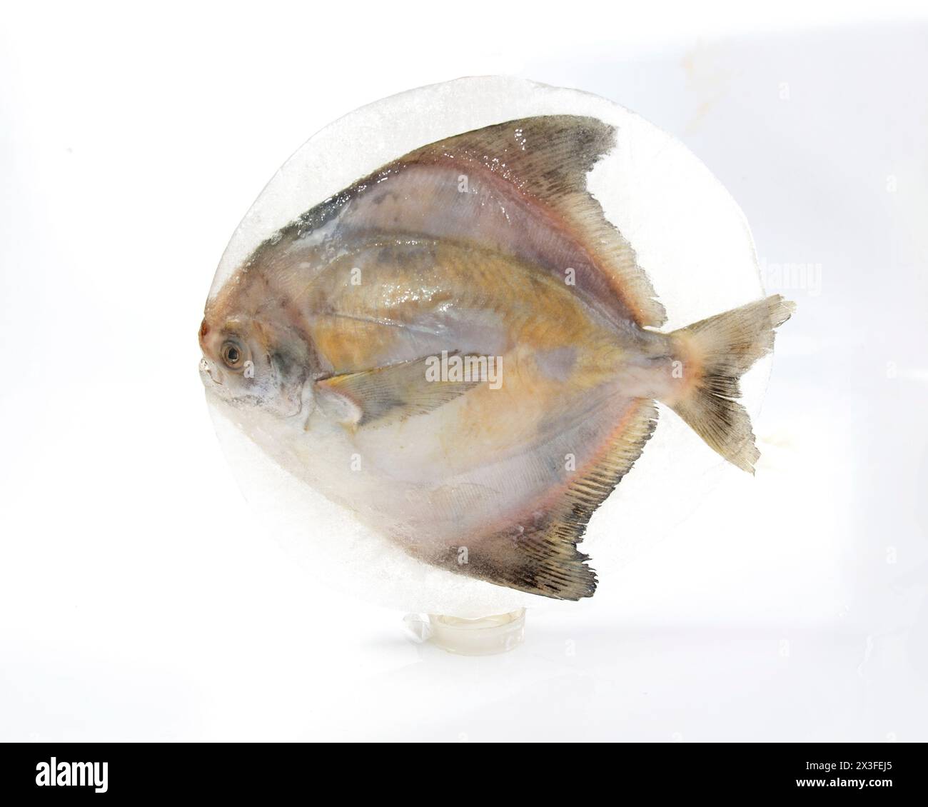 Silver pomfret covered in a piece of ice, after long time kept in freezer. not so fresh. Stock Photo