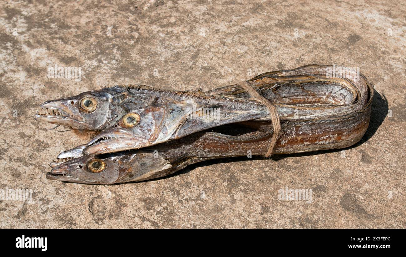 asian ribbon fish or hairtail on rugh background. Dried sea fish from bay of bangle. also called Churi Shutki. popular in chattogram, Bangladesh. look Stock Photo