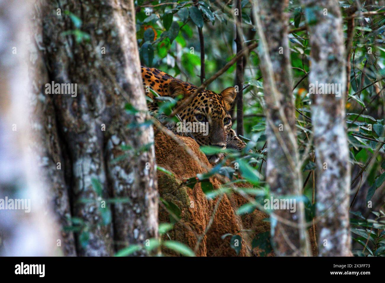 Biodiversity spotlight hi-res stock photography and images - Alamy