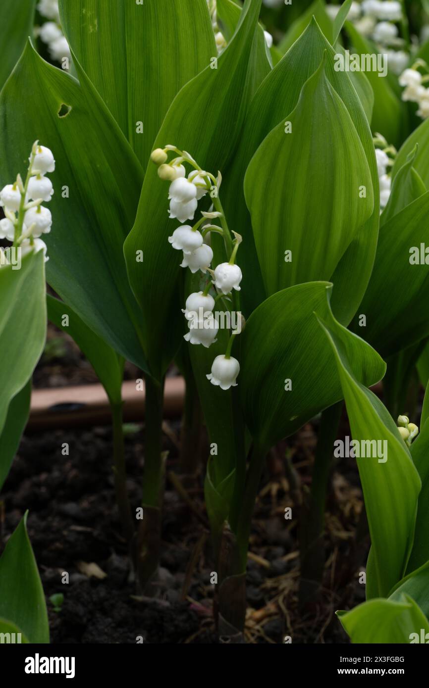 Lily valley flowers isolated hi-res stock photography and images - Alamy