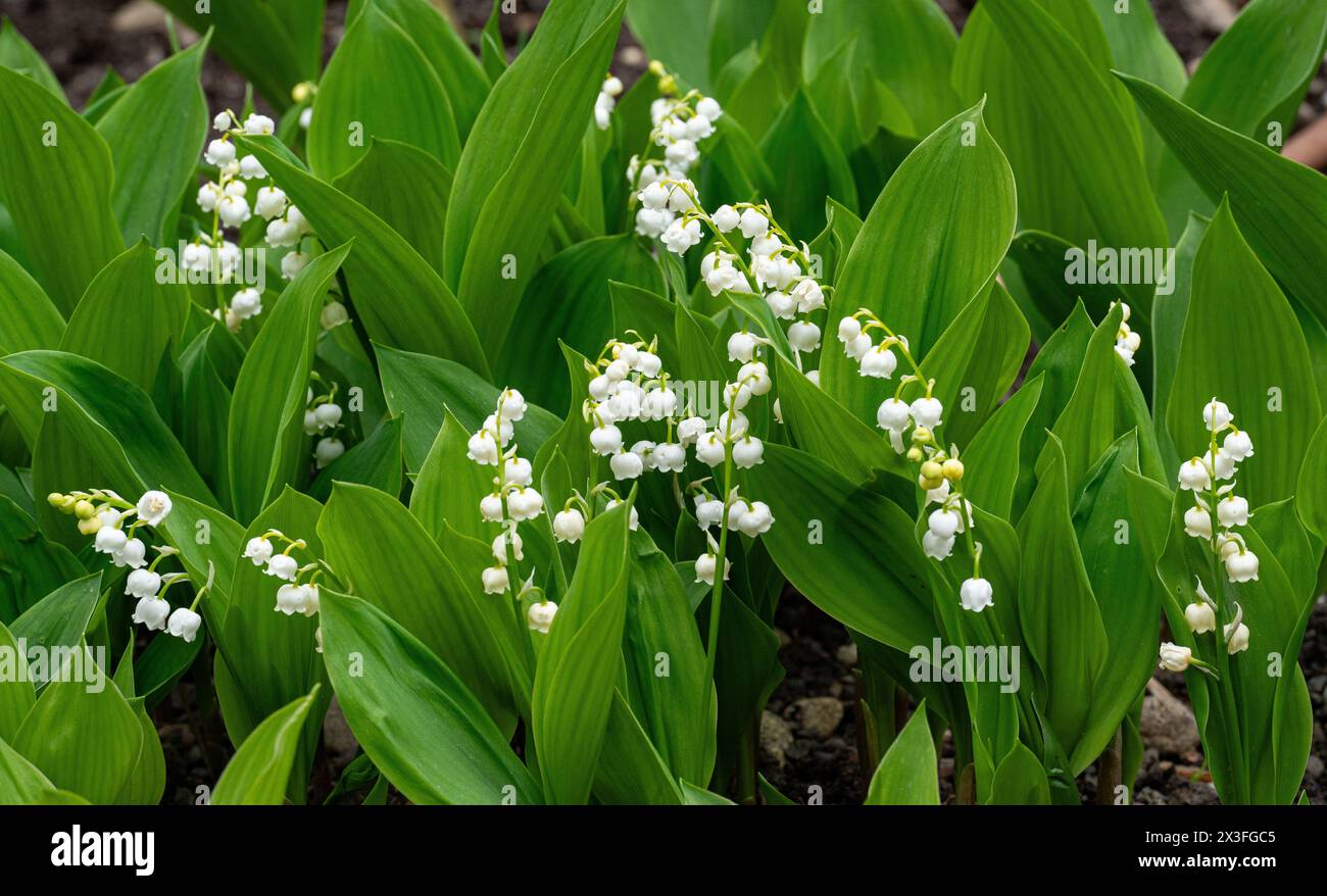 Lilly of the valley white background hi-res stock photography and ...