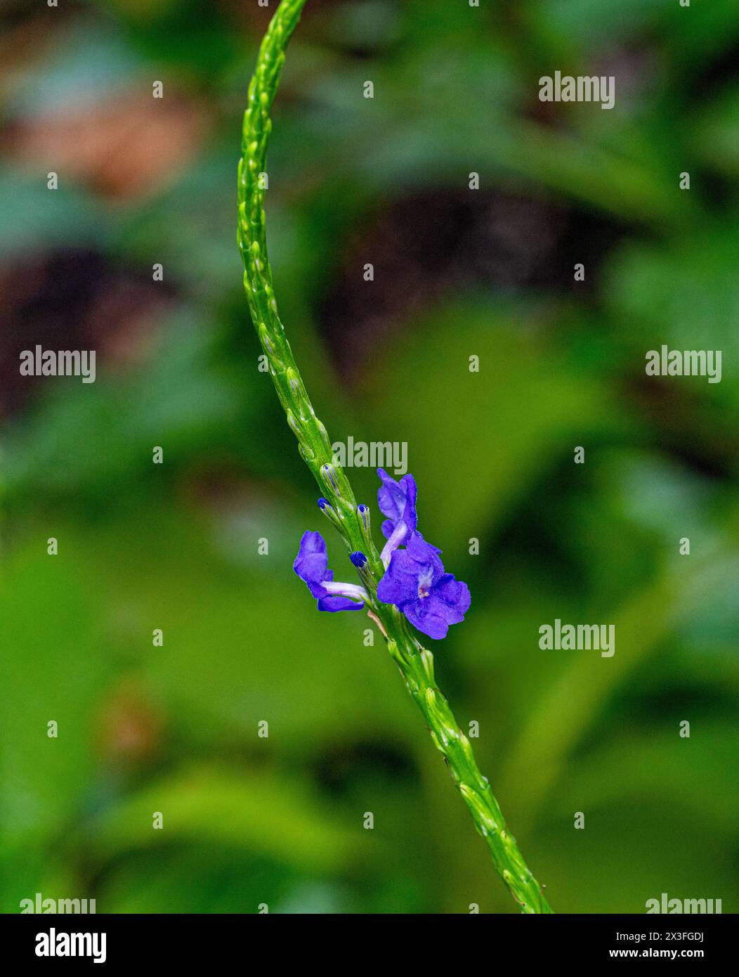 Stachytarpheta urticifolia, the nettleleaf velvetberry,is a species of lavender plant Stock Photo
