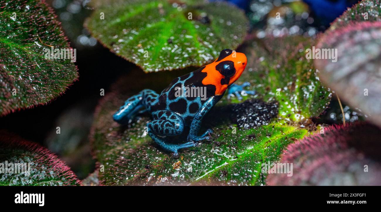 Blessed Poison Frog (Ranitomeya benedicta) - captive specimen. The Blessed Poison Frog is a vulnerable species found in the Pampas del Sacramento Stock Photo