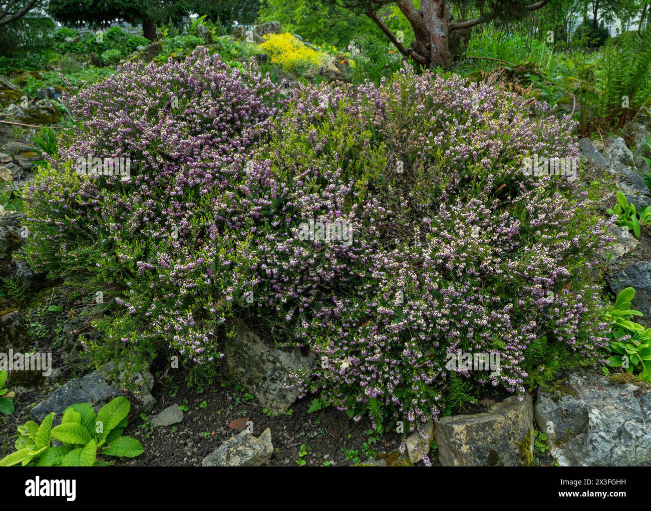 Erica. Heather or ling (Calluna vulgaris) is a small shrub native to Europe acidic soils. Stock Photo