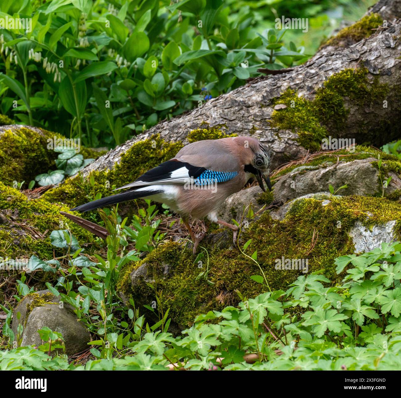 Eurasian Jay (Garrulus glandarius), looks for bushes for the nest Stock Photo