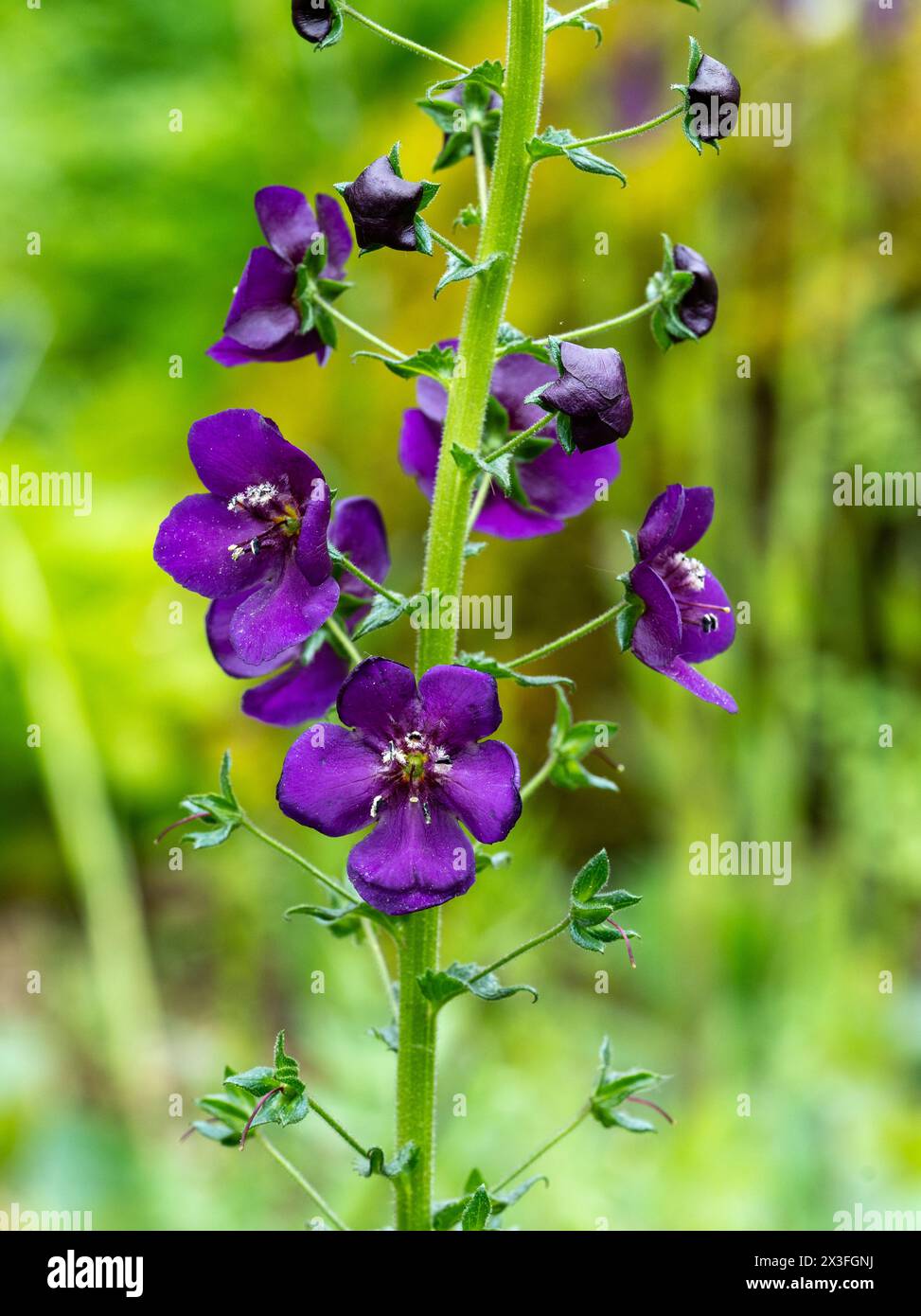 Purple Mullein (Verbascum phoeniceum) Stock Photo