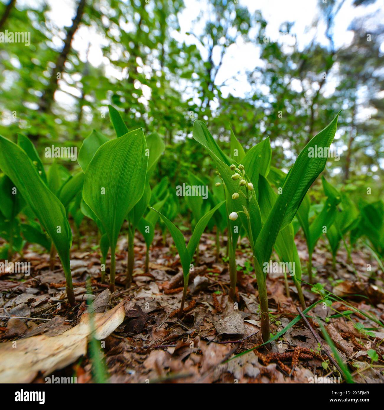 Spaziergang wald hi-res stock photography and images - Alamy
