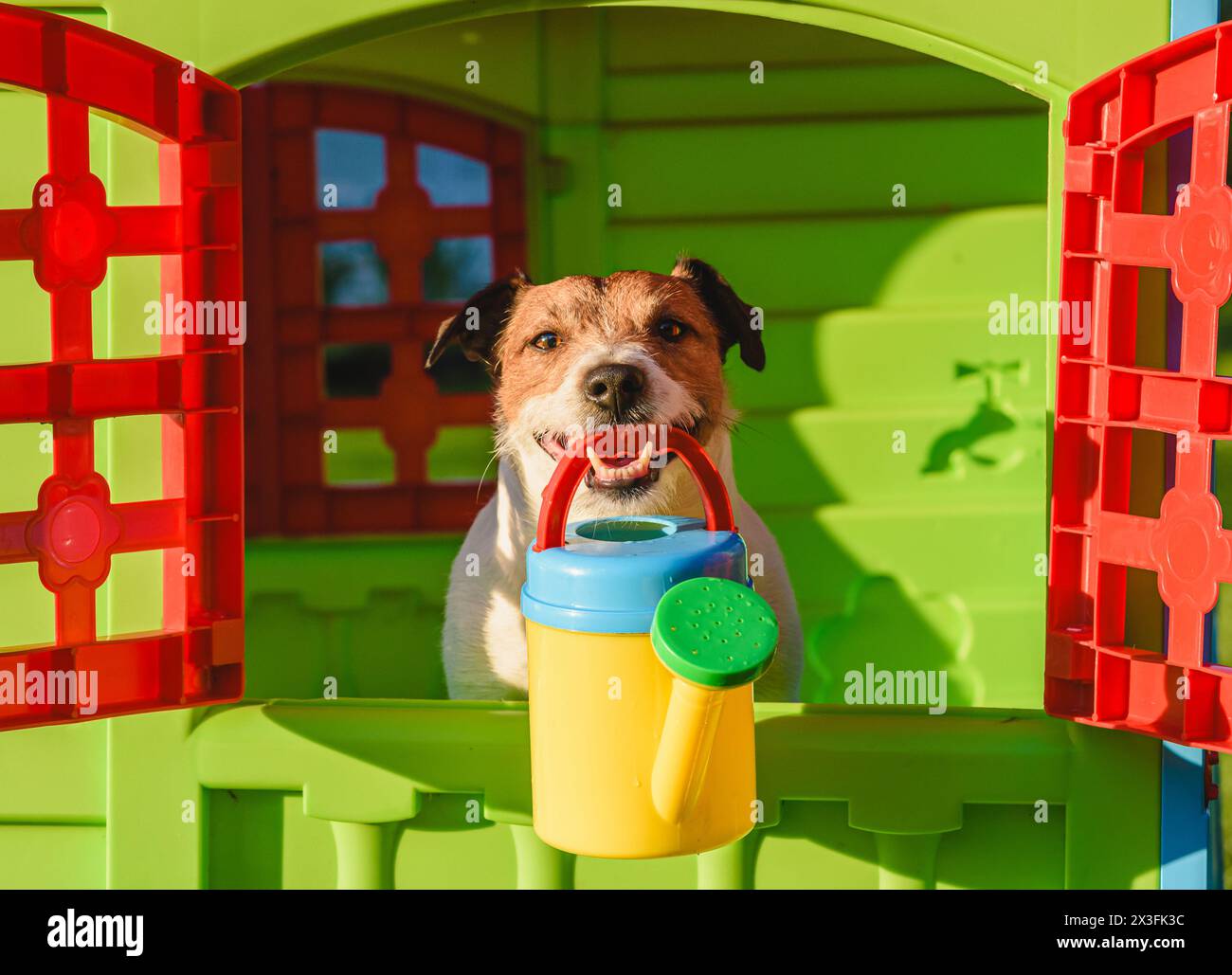 How to properly water plants in garden humorous concept with dog in
