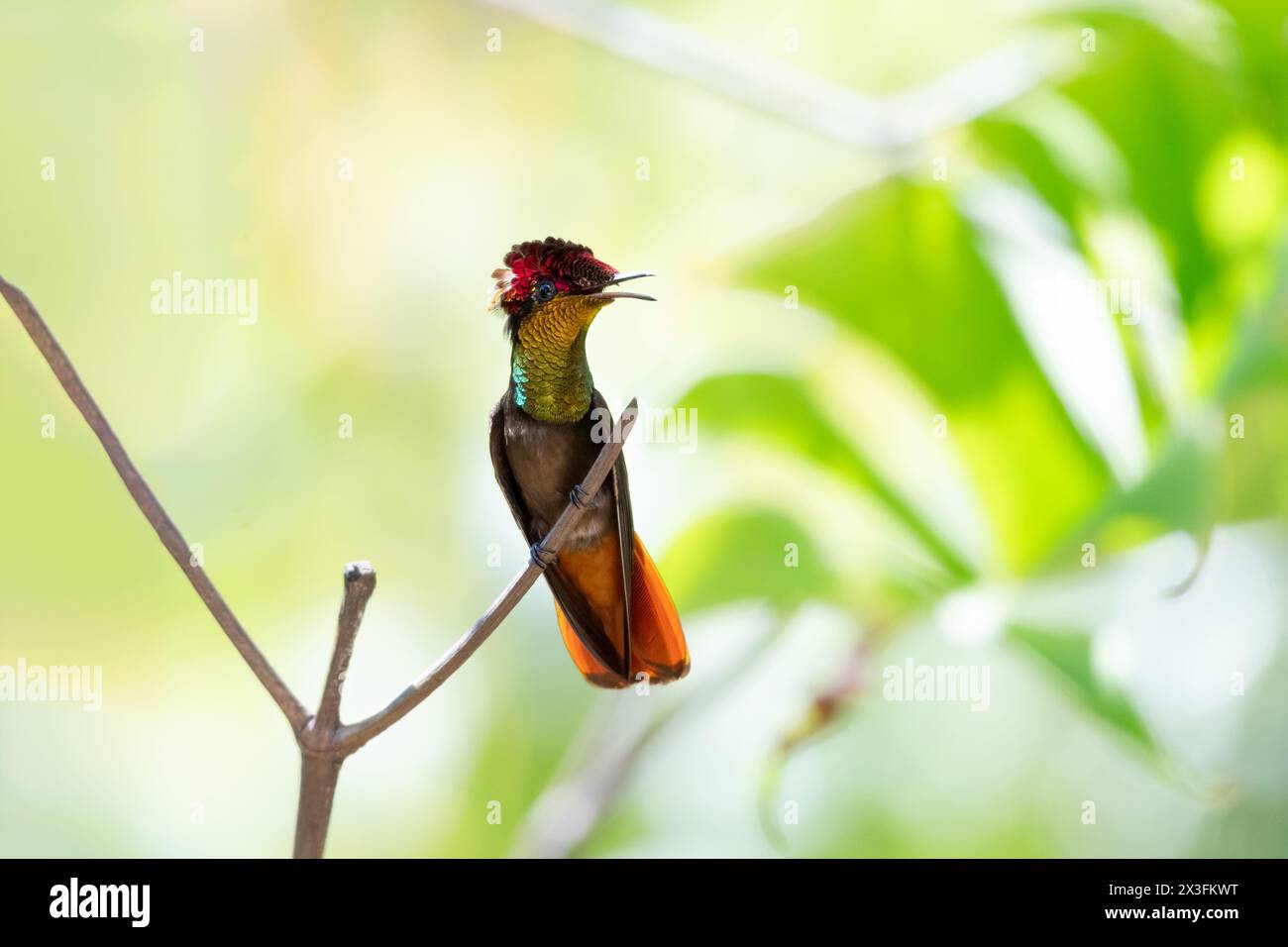Glittering Ruby Topaz hummingbird, Chrysolampis mosquitus, perching on a small twig with beak open chirping Stock Photo