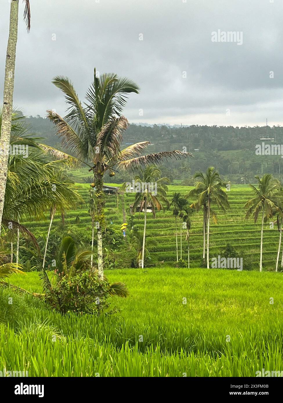 jatiluwih-rice-terraces-in-rainy-season-bali-indonesia-stock-photo