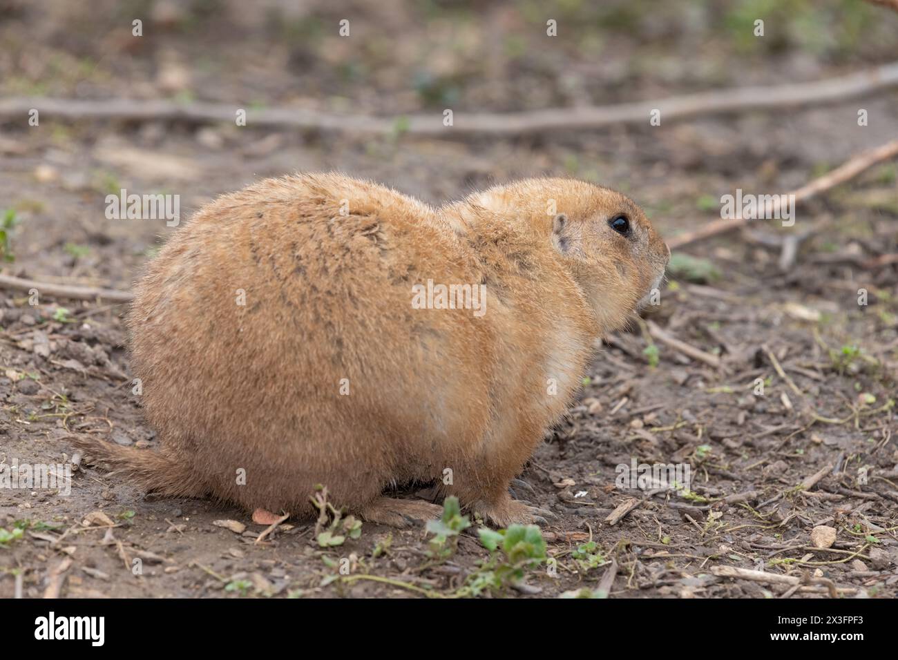 Portrait of a groundhog (marmota monax) Stock Photo
