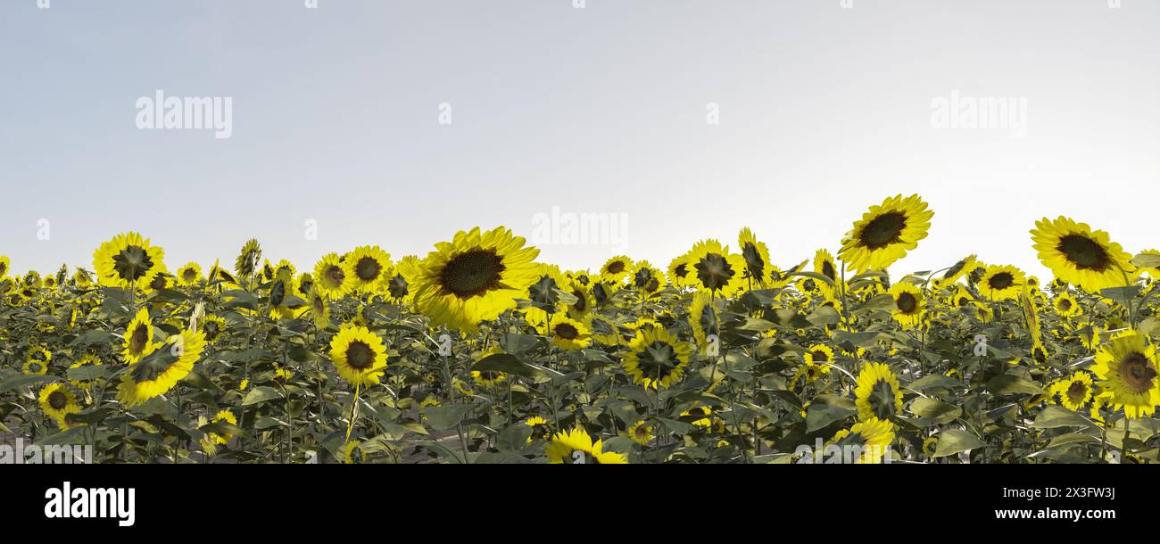 Field of sunflowers under blue sky 3d render illustration Stock Photo ...