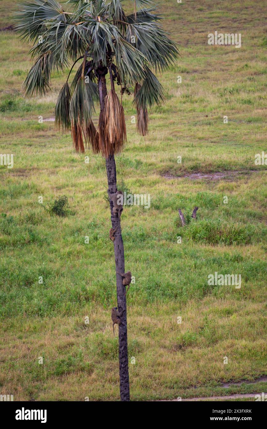Baboons climb a palm tree Stock Photo - Alamy