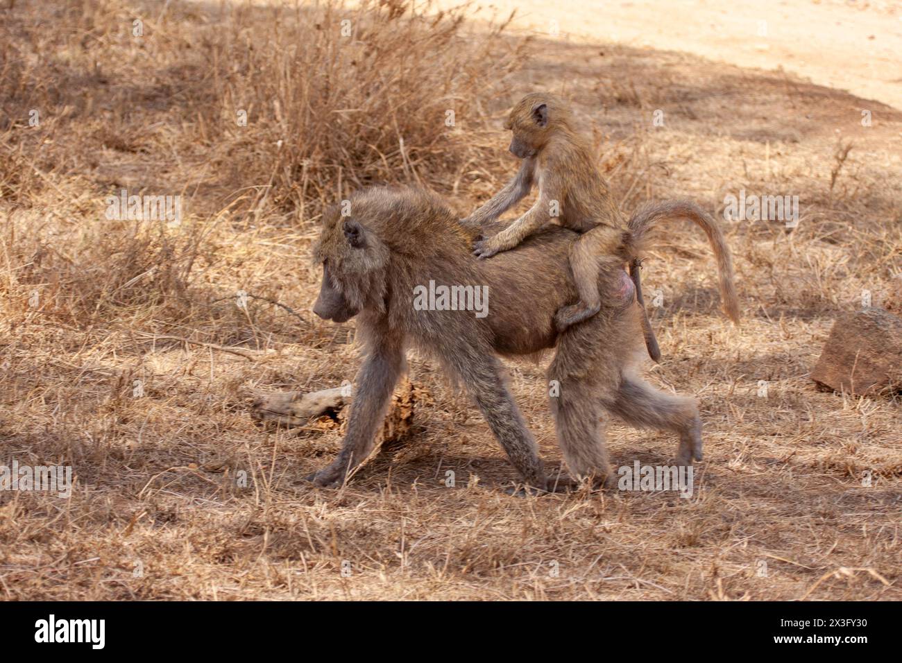 Baby on its mothers back hi-res stock photography and images - Alamy