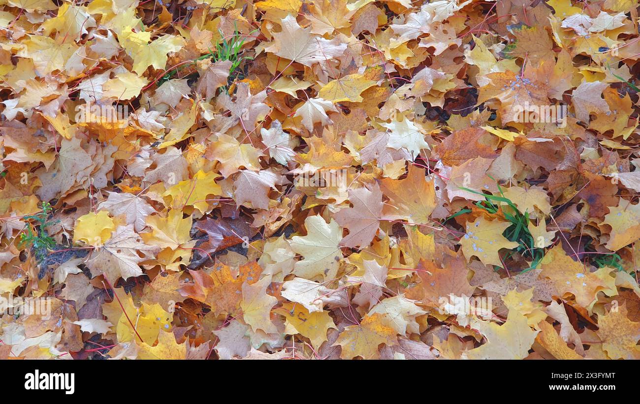 Yellow, orange leaves on the floor and grass in garden. Nature autumn background. Stock Photo