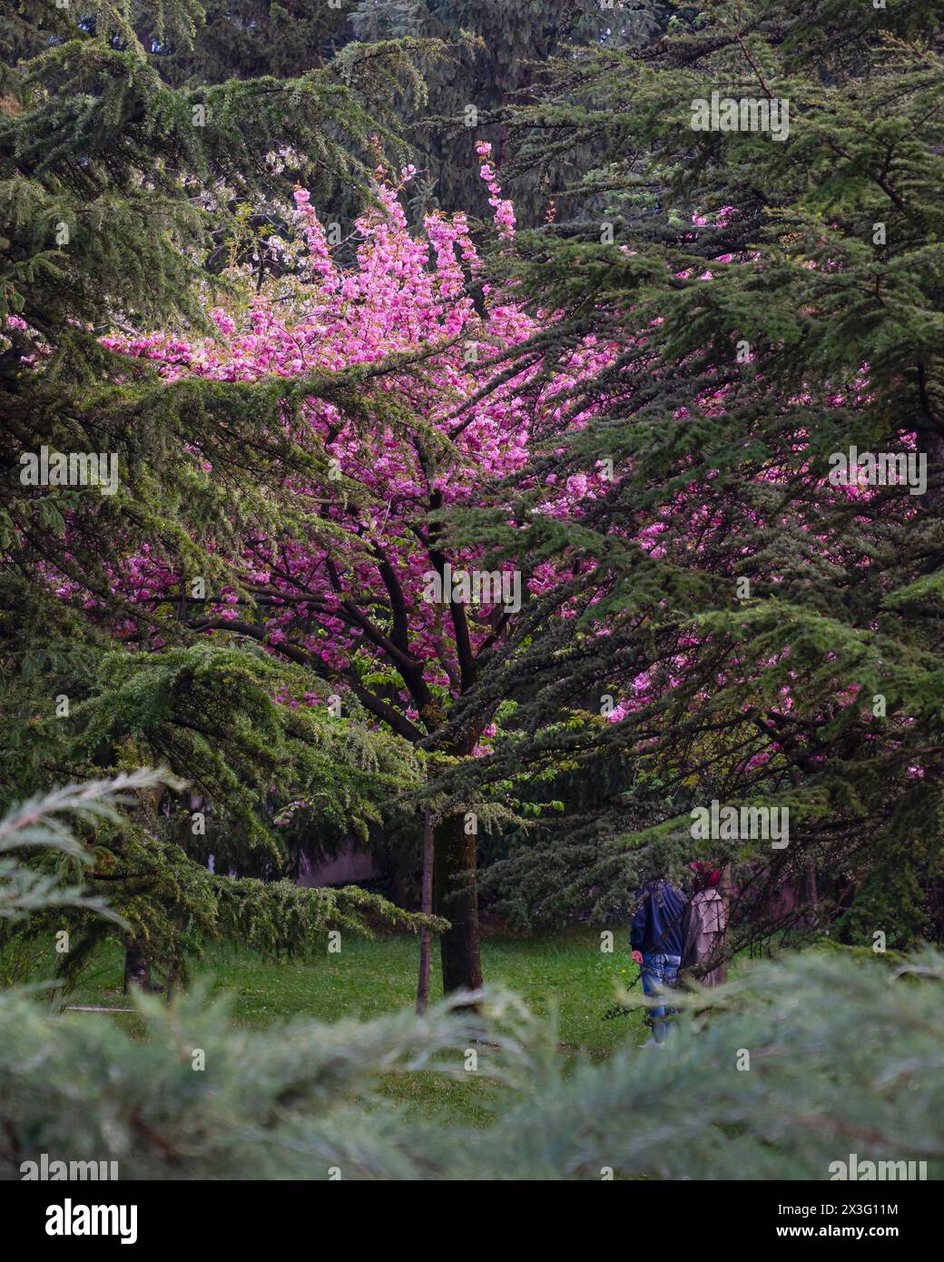 Lonely sakura tree among other trees in Dikmen valley in spring, Cankaya, Ankara, Turkey Stock Photo
