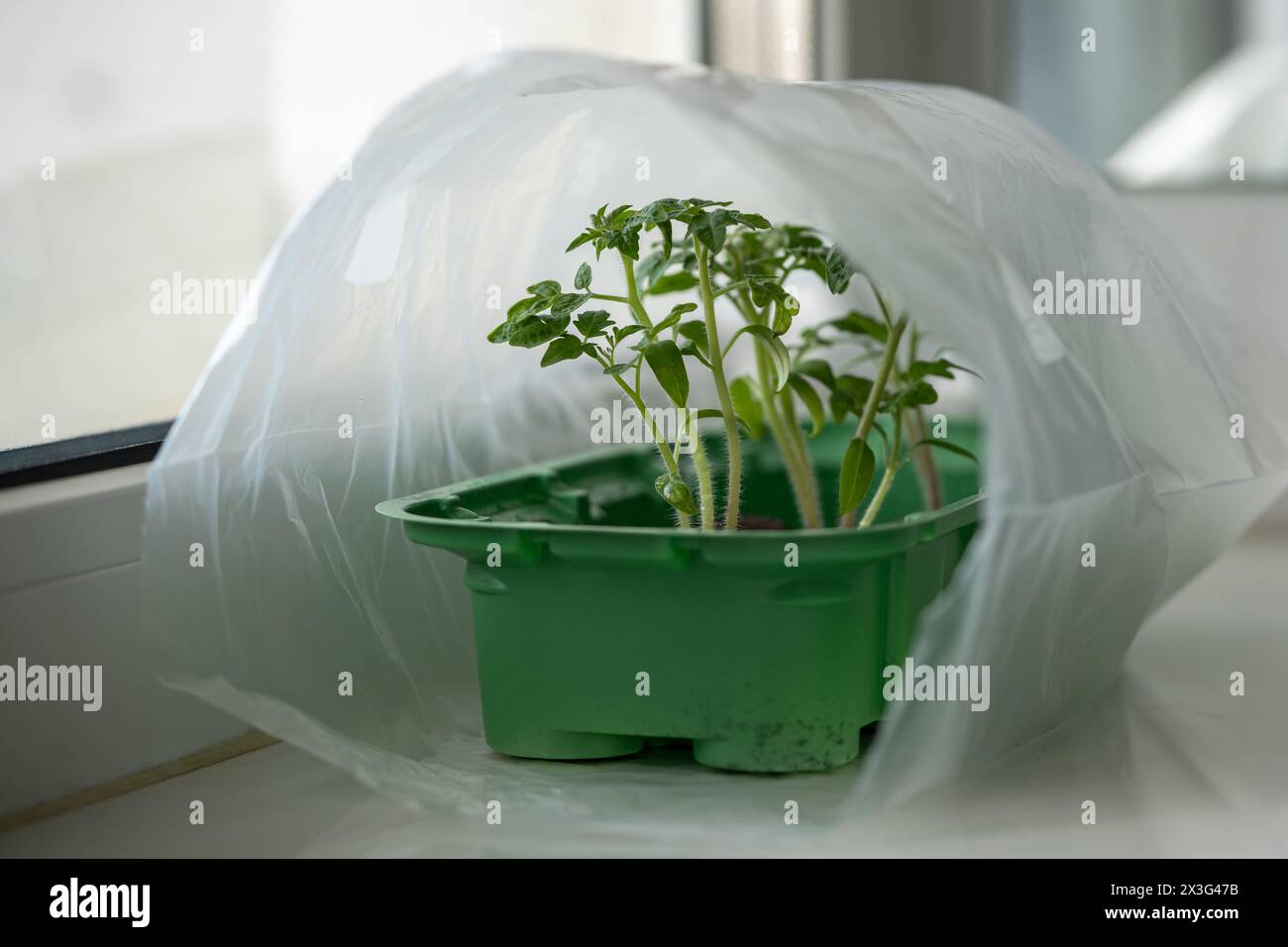 Organic tomato seedlings covered with plastic bag for better growth on windowsill at home.. Stock Photo