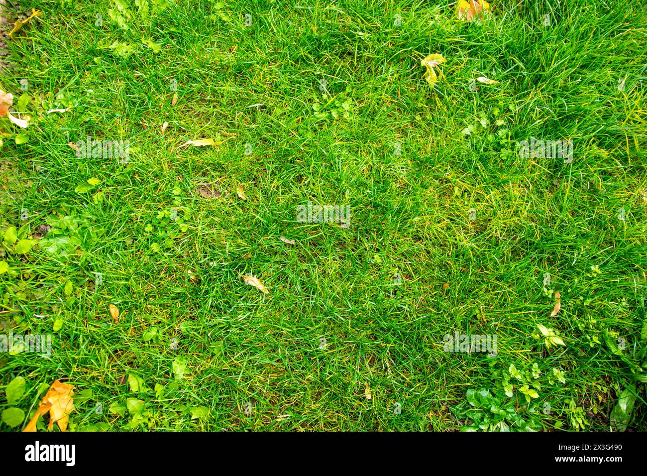 Green natural texture background. View of bright grass in the summer garden. Stock Photo