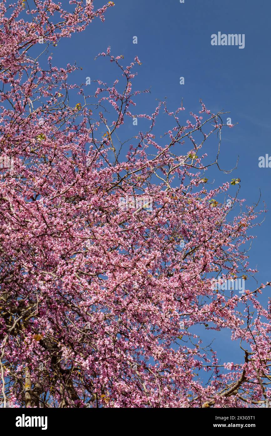 Judas tree with purple flowers, Ancient Olympia, Olympia, Greece. Stock Photo