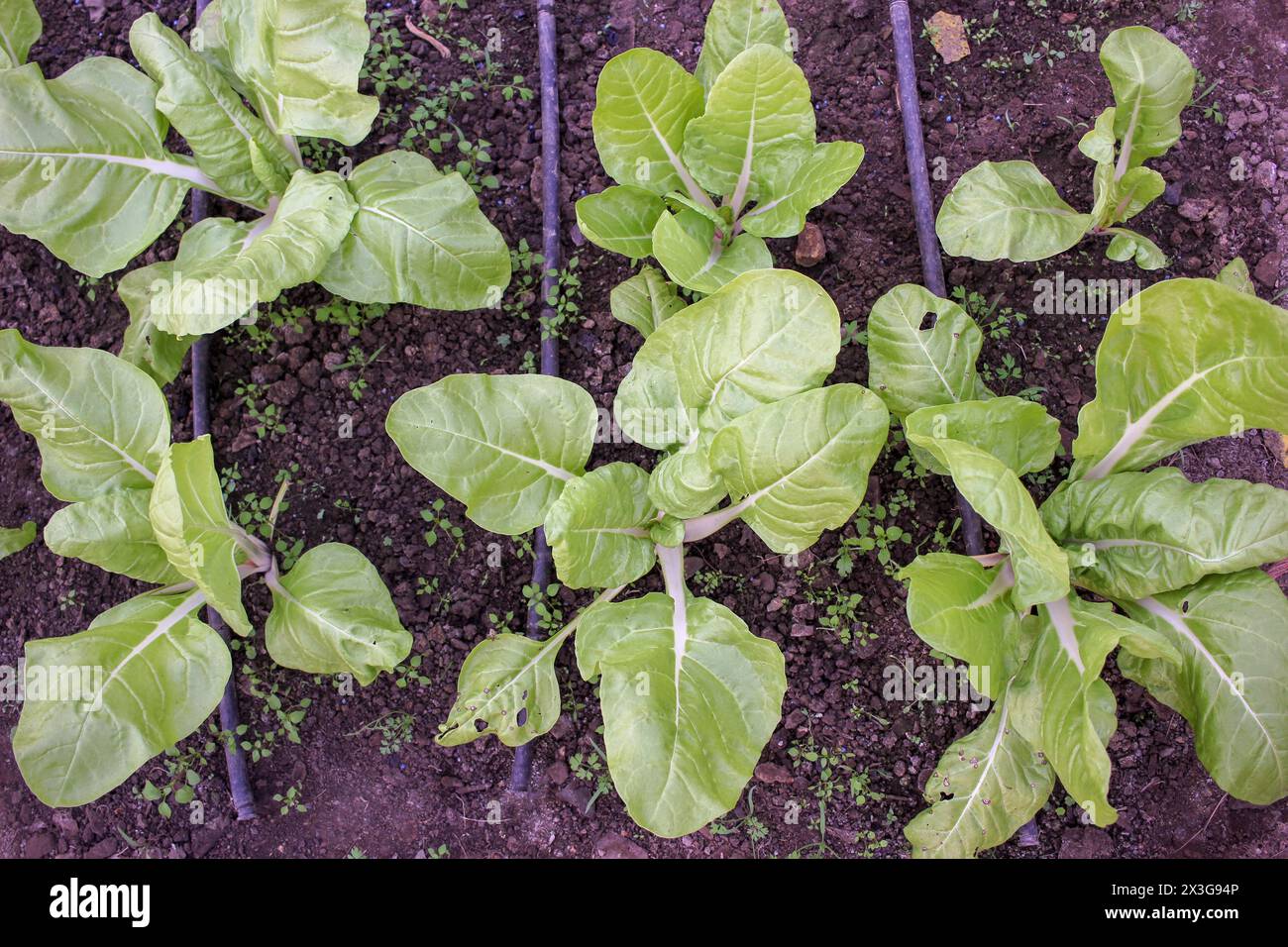 healthy, organic spinach in a greenhouse in Galicia, Spain Stock Photo