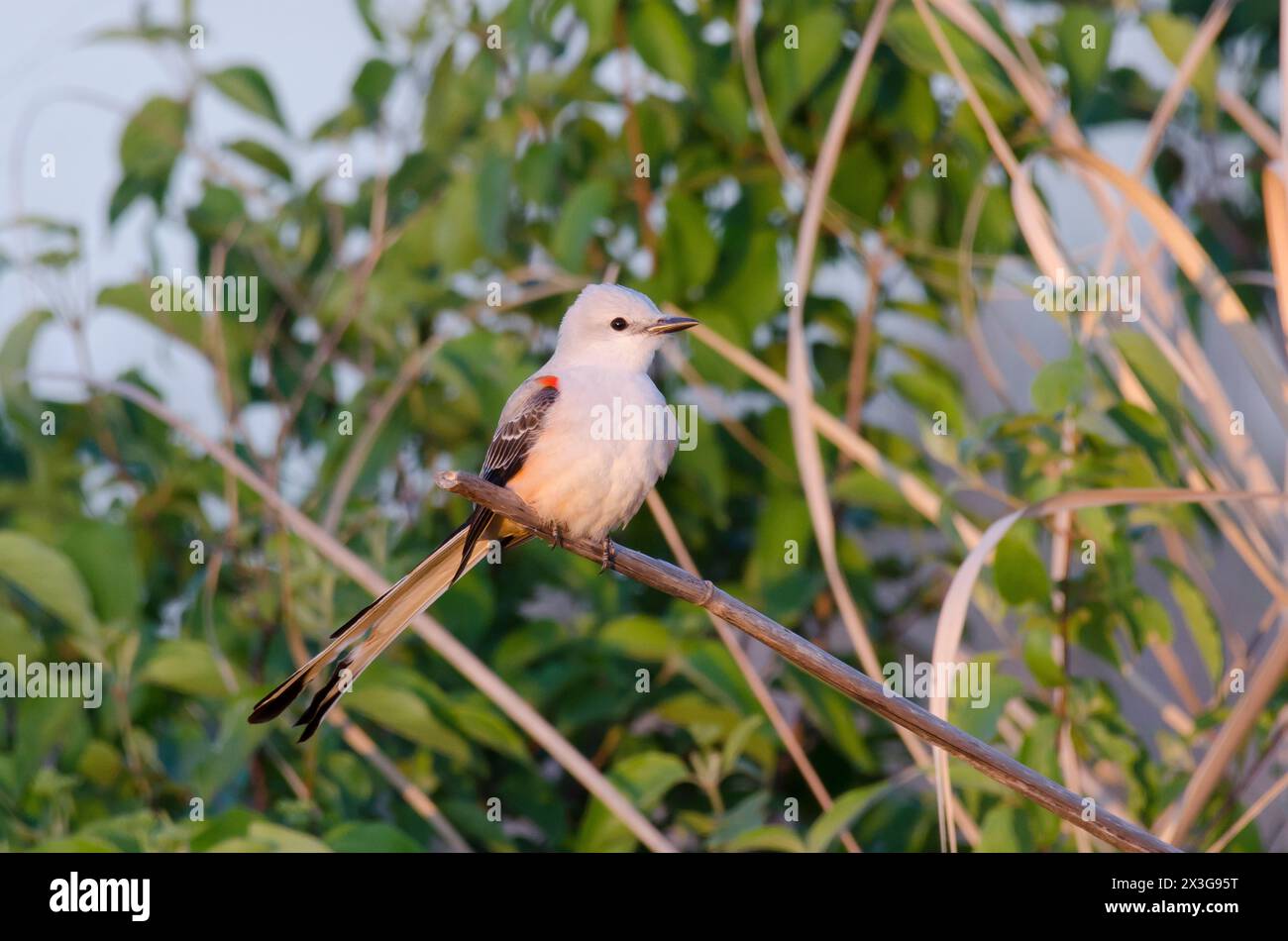 Scissor-tailed Flycatcher, Tyrannus forficatus Stock Photo - Alamy