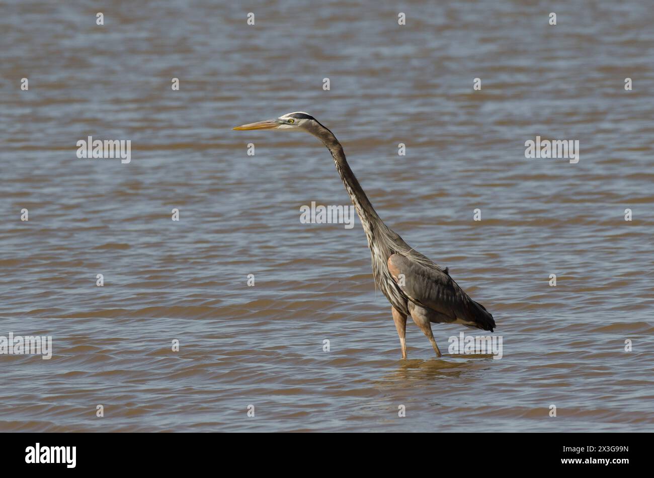 Great Blue Heron, Ardea herodias Stock Photo