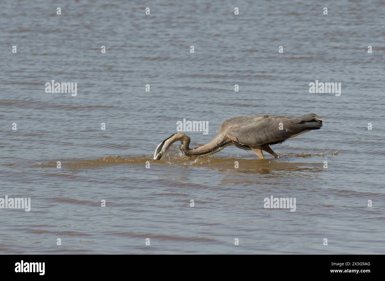 Great Blue Heron, Ardea herodias, plunging for prey Stock Photo