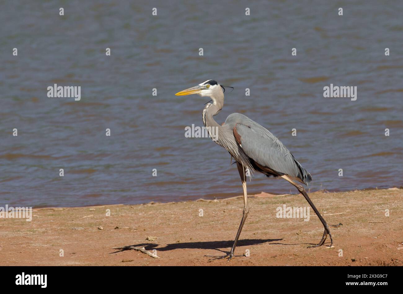 Great Blue Heron, Ardea herodias, walking along shoreline Stock Photo