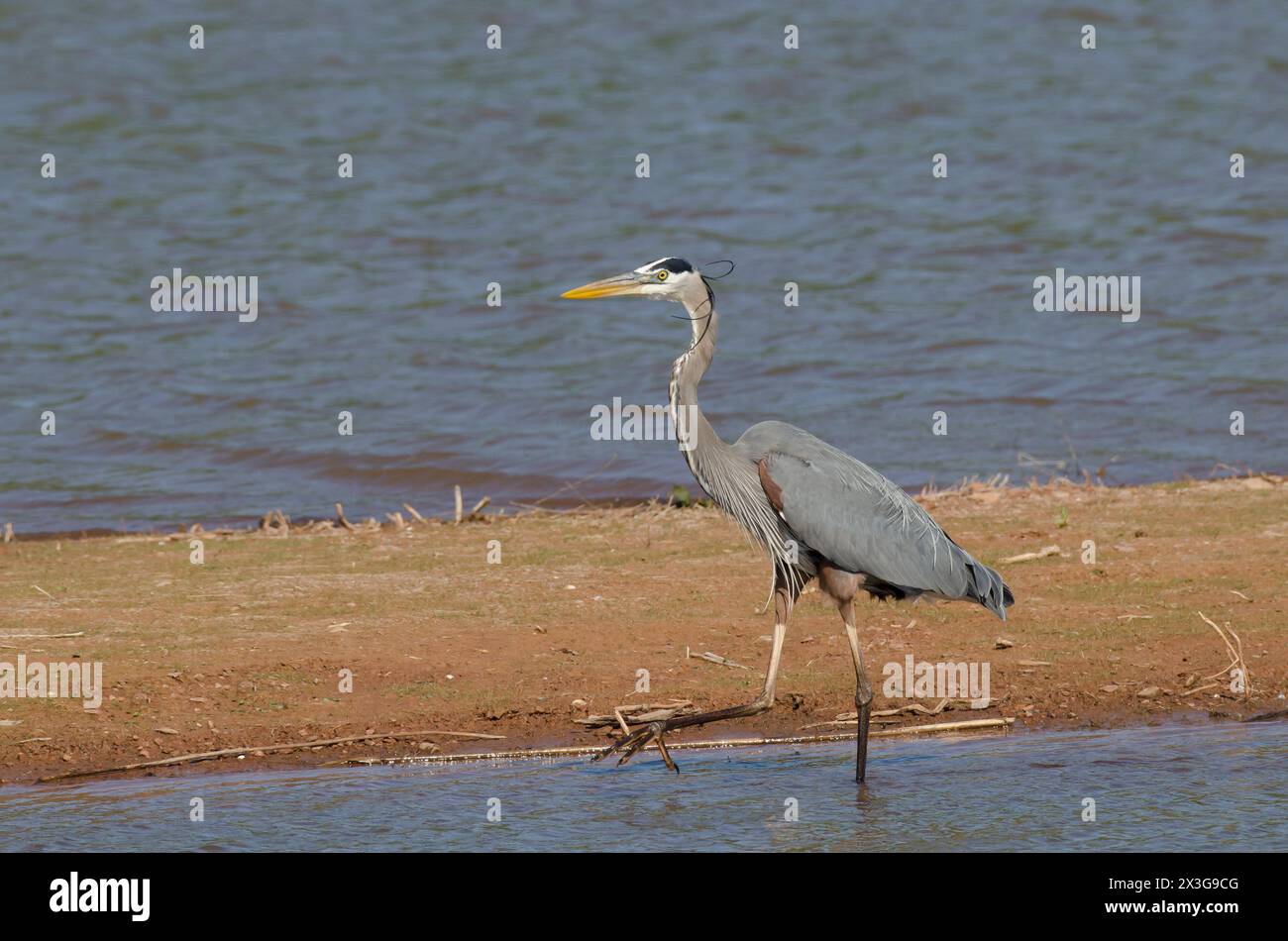 Great Blue Heron, Ardea herodias, walking along shoreline Stock Photo