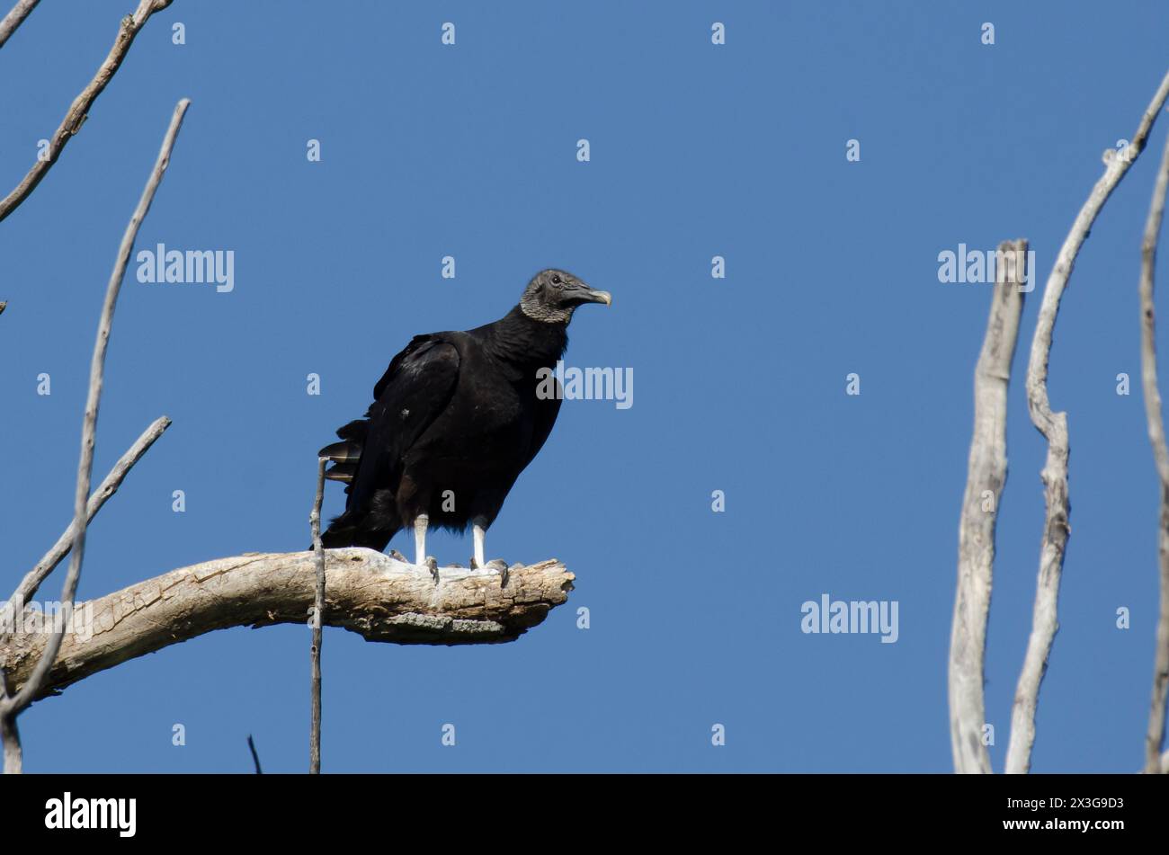 Black Vulture, Coragyps atratus Stock Photo