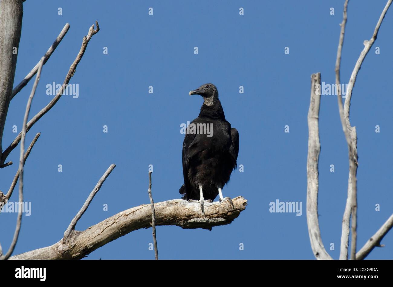 Black Vulture, Coragyps atratus Stock Photo