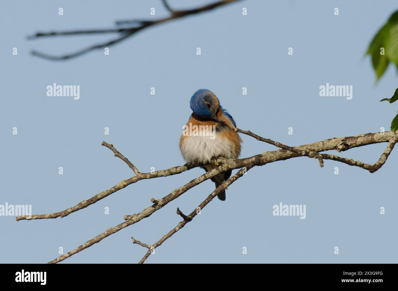 Eastern Bluebird, Sialia sialis, male preening Stock Photo
