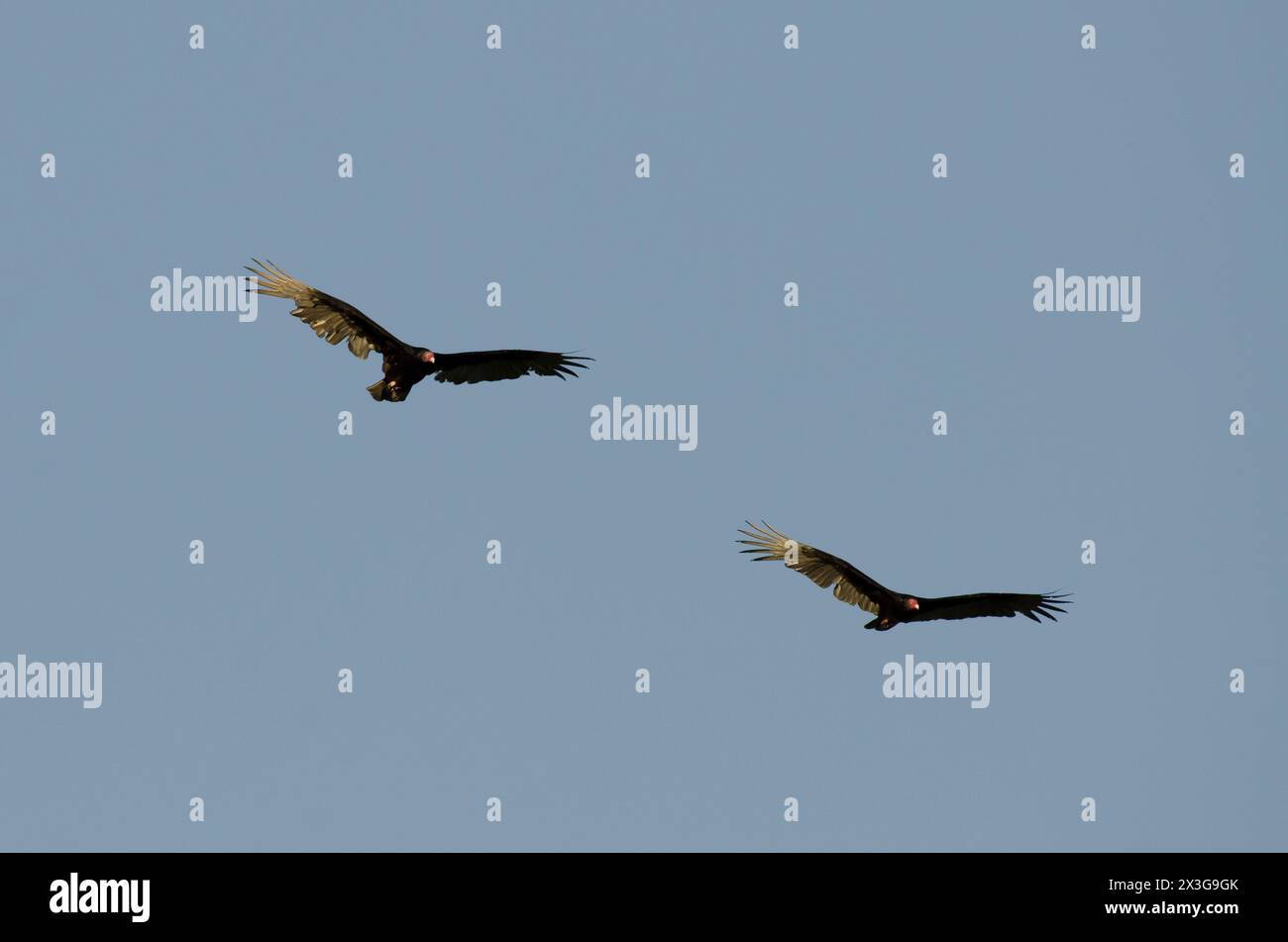 Turkey Vultures, Cathartes aura, soaring Stock Photo