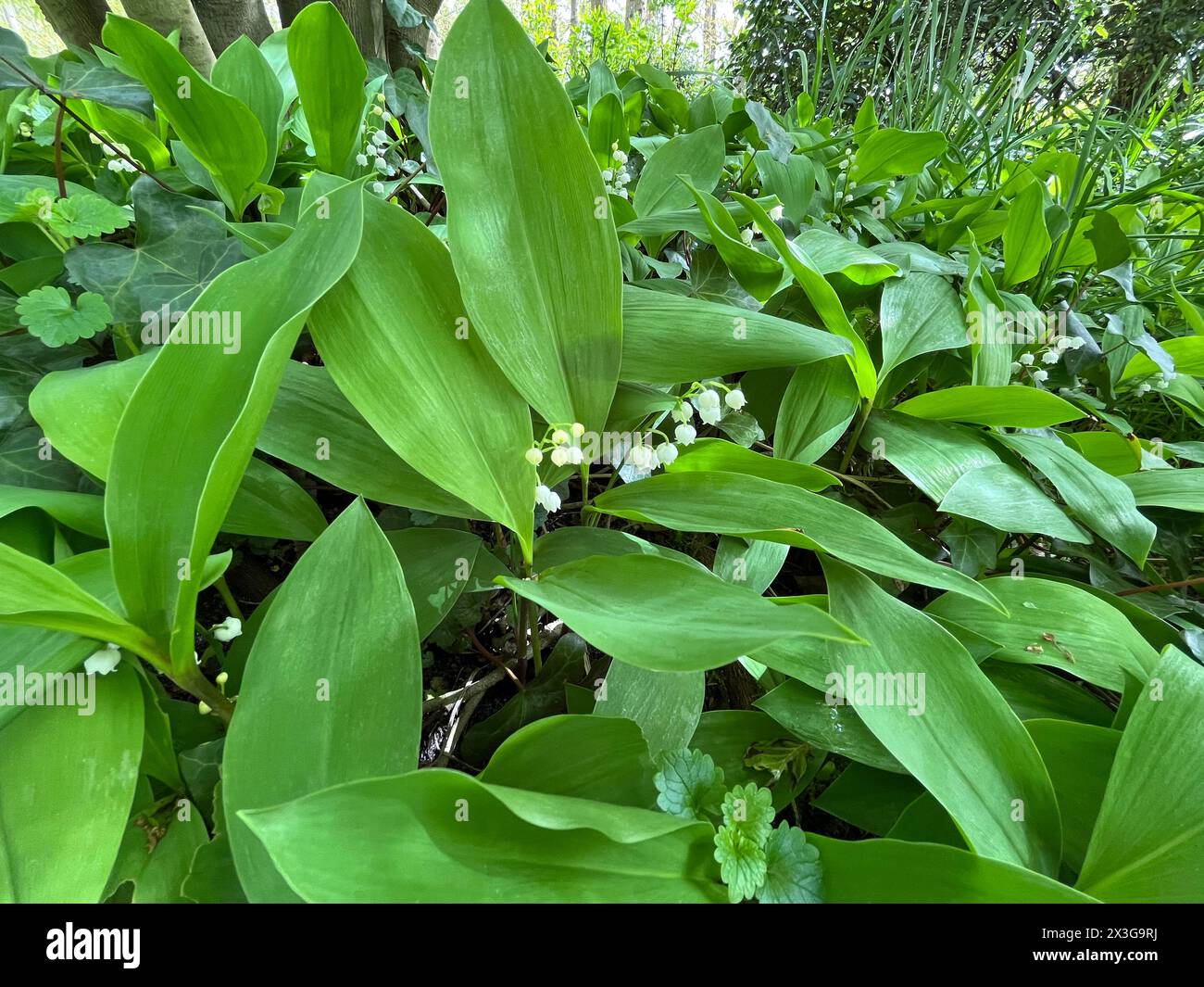 Lily of the valley blooming flowers in woods, natural environment of rare white flower, selective focus, beautiful garden or wild flowers among green leaves Stock Photo