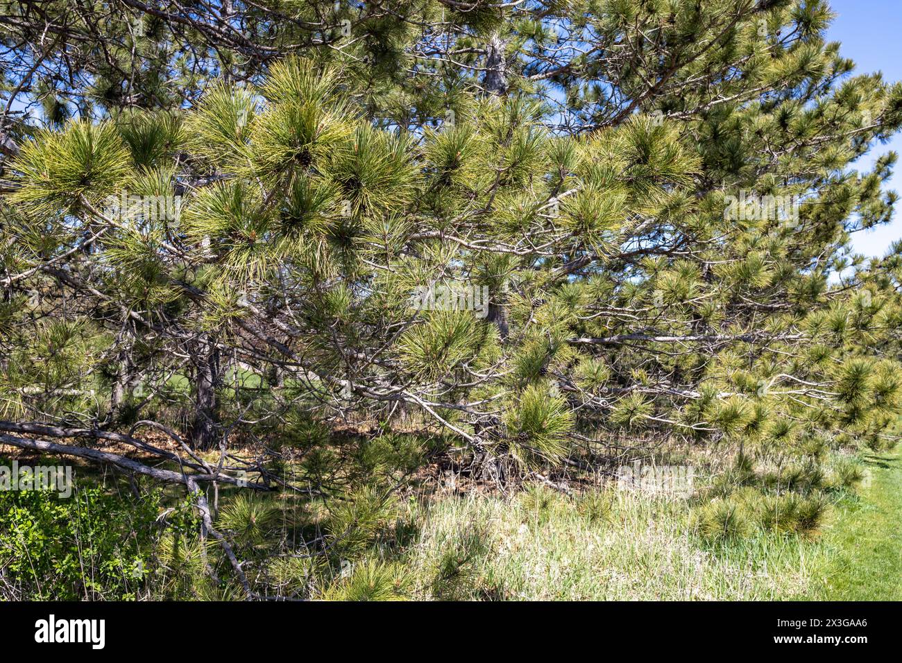 Full frame close-up texture background of long needle pine tree branches in full sun Stock Photo