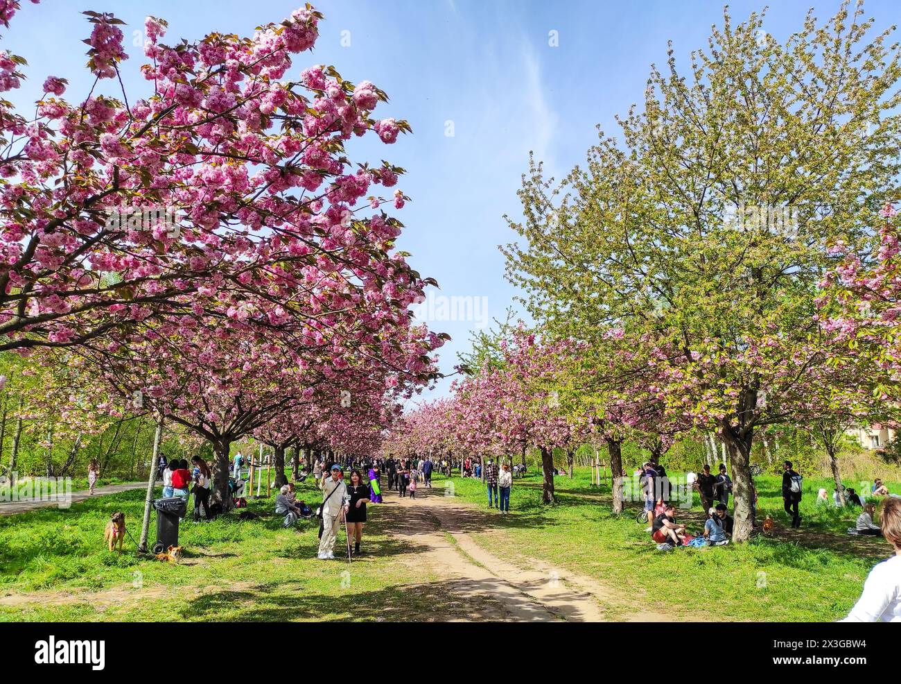 People enjoy the spring sunny day on TV Asahi Cherry blossom avenue, part of former Berlin Wall strip between Berlin district Lichterfelde and Teltow Stock Photo