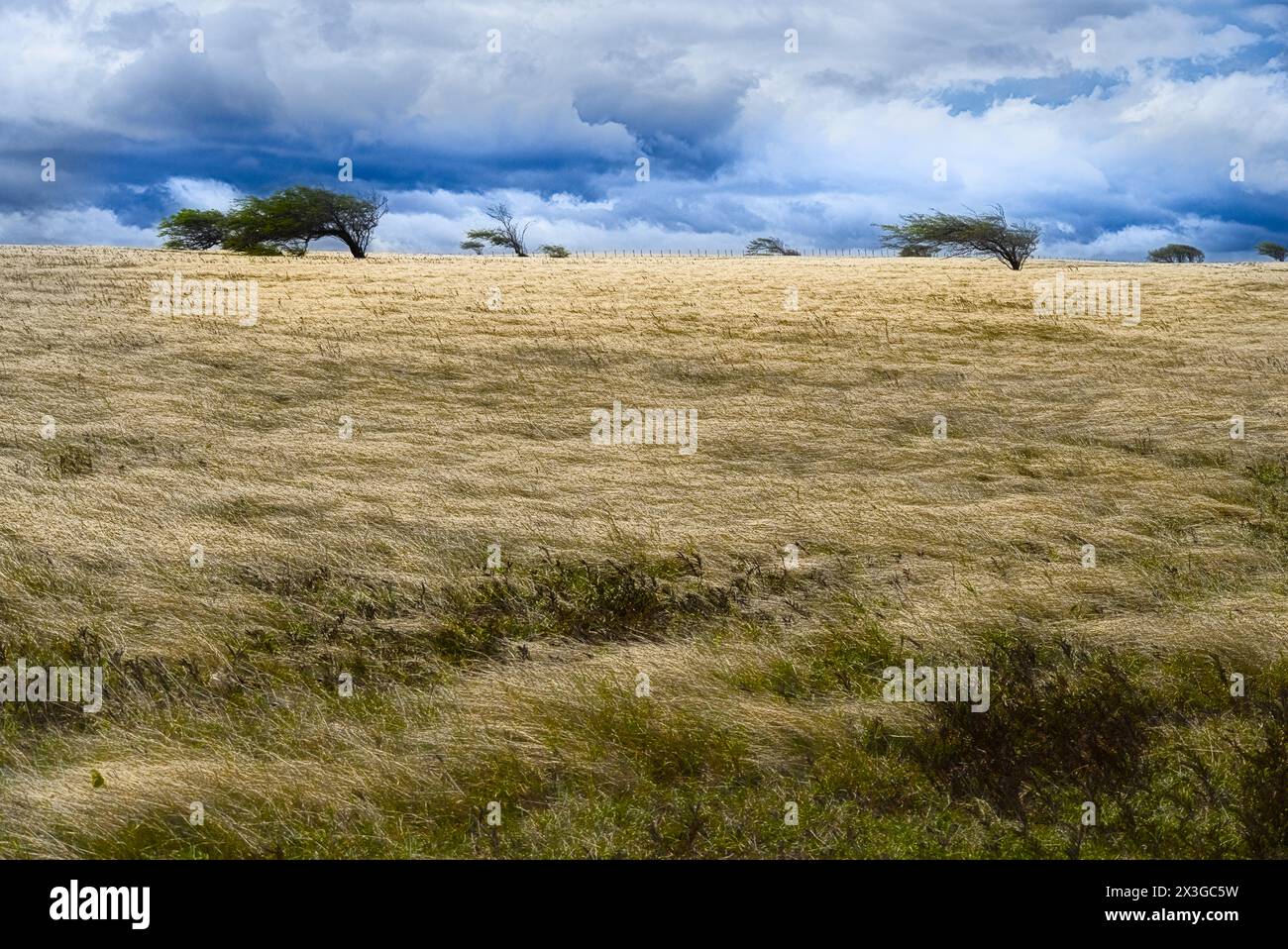 Yellow grass field with trees in the distance under cloudy sky Stock ...