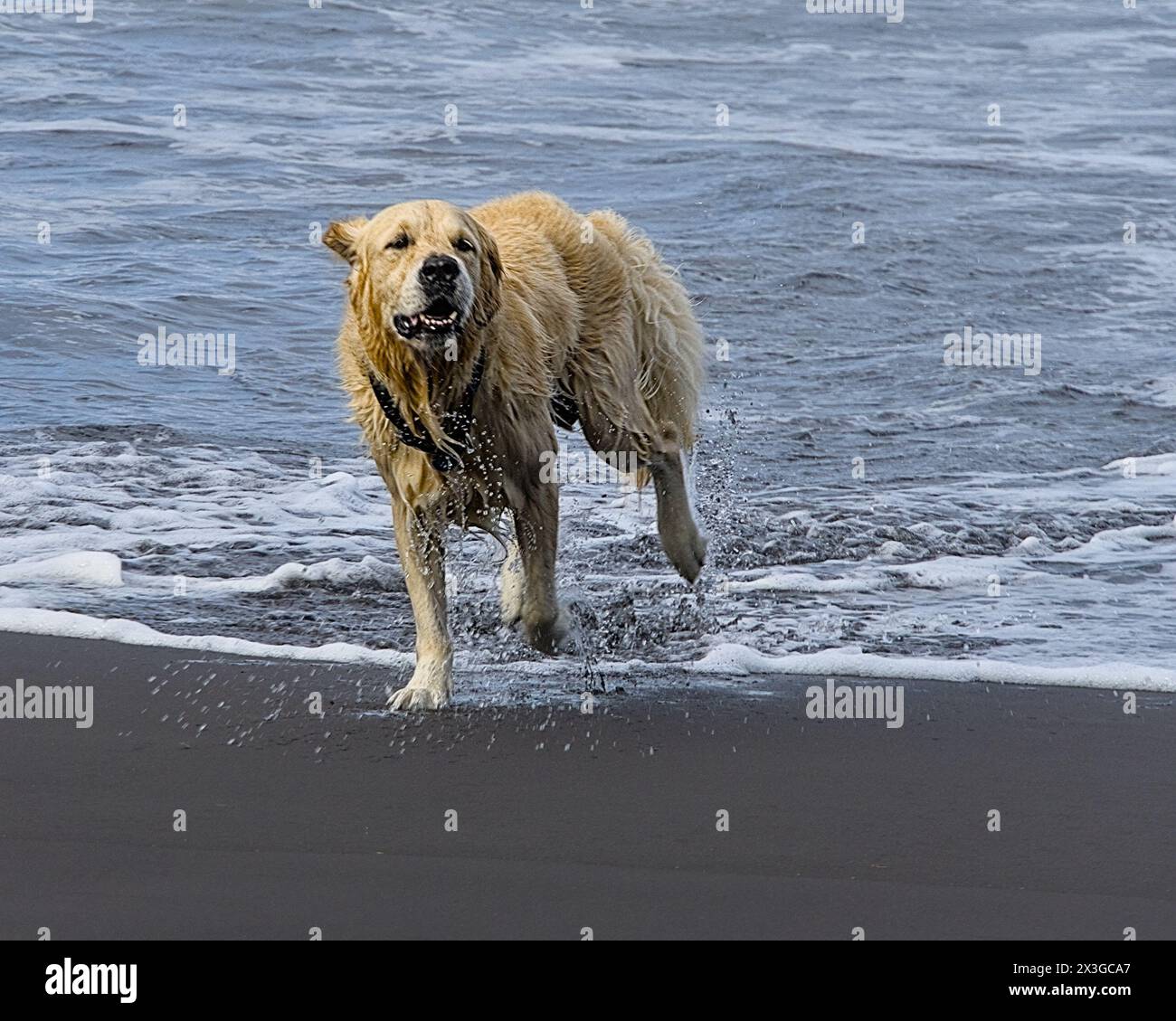 Black golden doodle hi-res stock photography and images - Alamy, image size:1300x1129