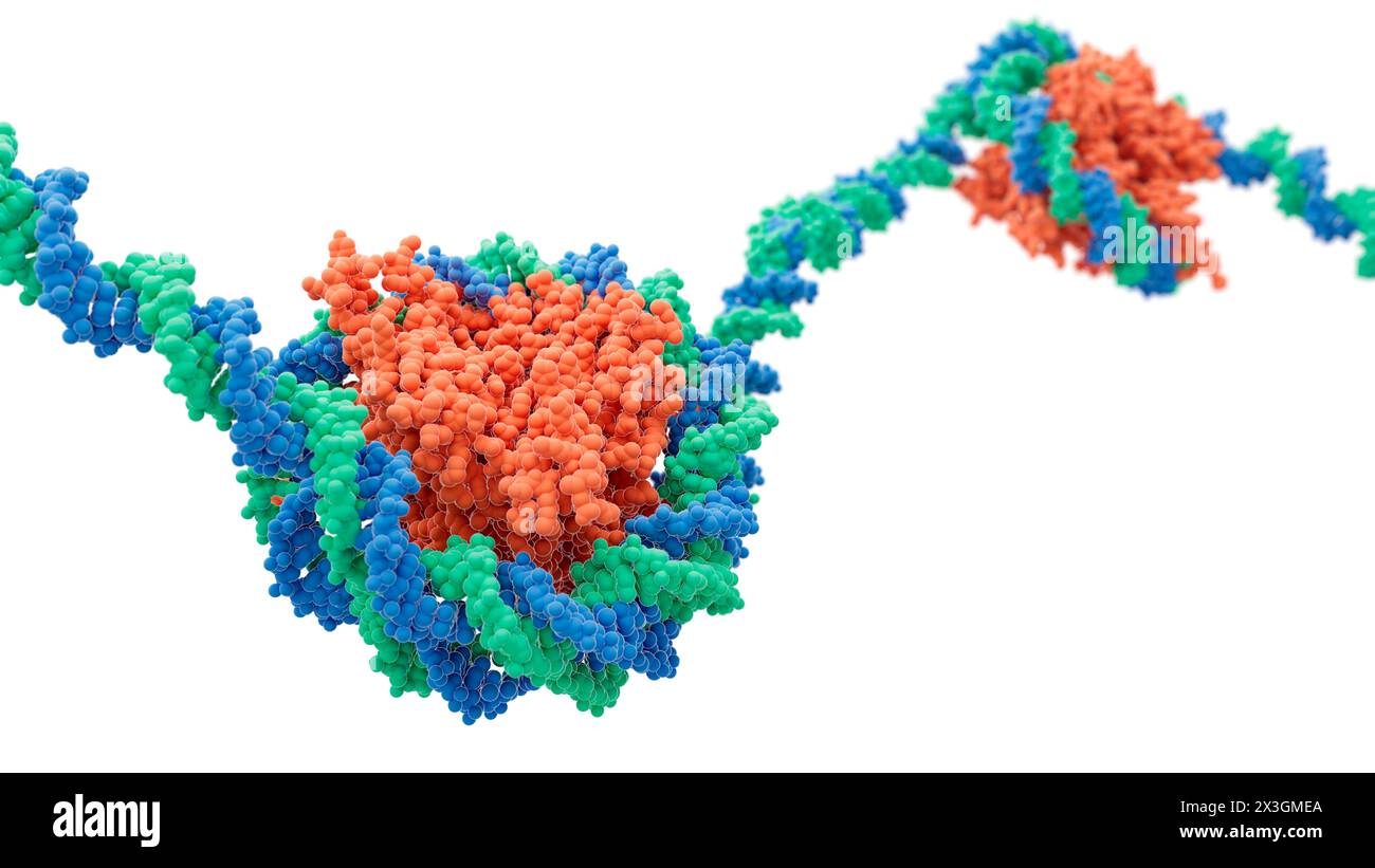 Artwork showing nucleosomes consisting of histone proteins (orange) and DNA (deoxyribonucleic acid, green and blue). Stock Photo