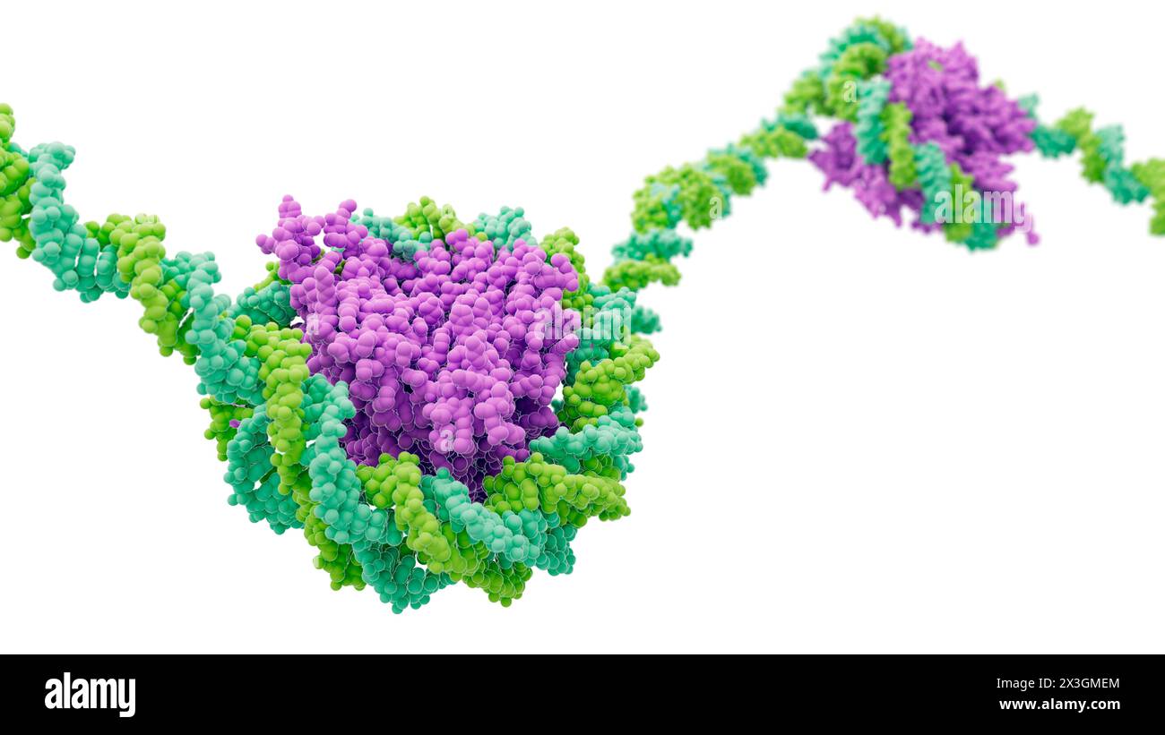 Artwork showing nucleosomes consisting of histone proteins (purple) and DNA (deoxyribonucleic acid, mint green and yellow-green). Stock Photo