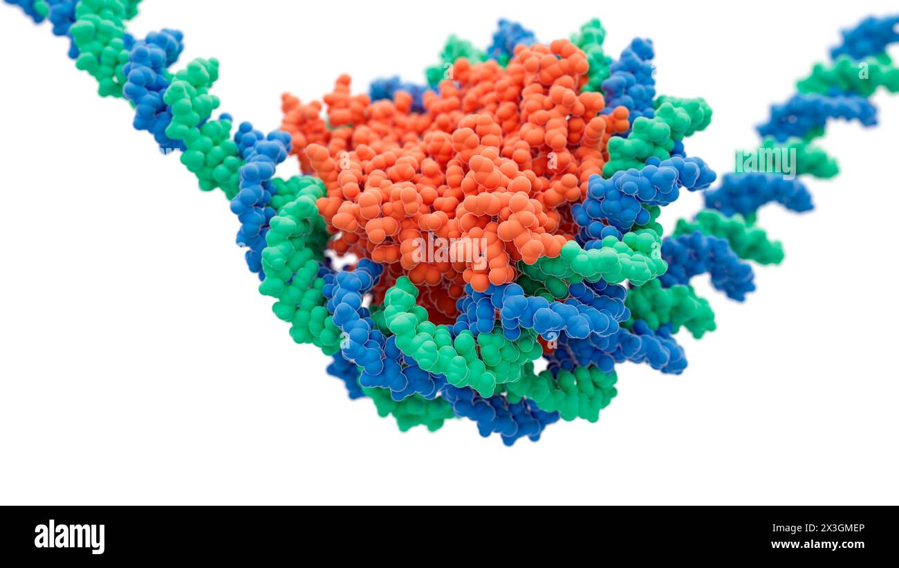 Illustration showing a nucleosome consisting of histone proteins (orange) and DNA (deoxyribonucleic acid, green and blue). Stock Photo
