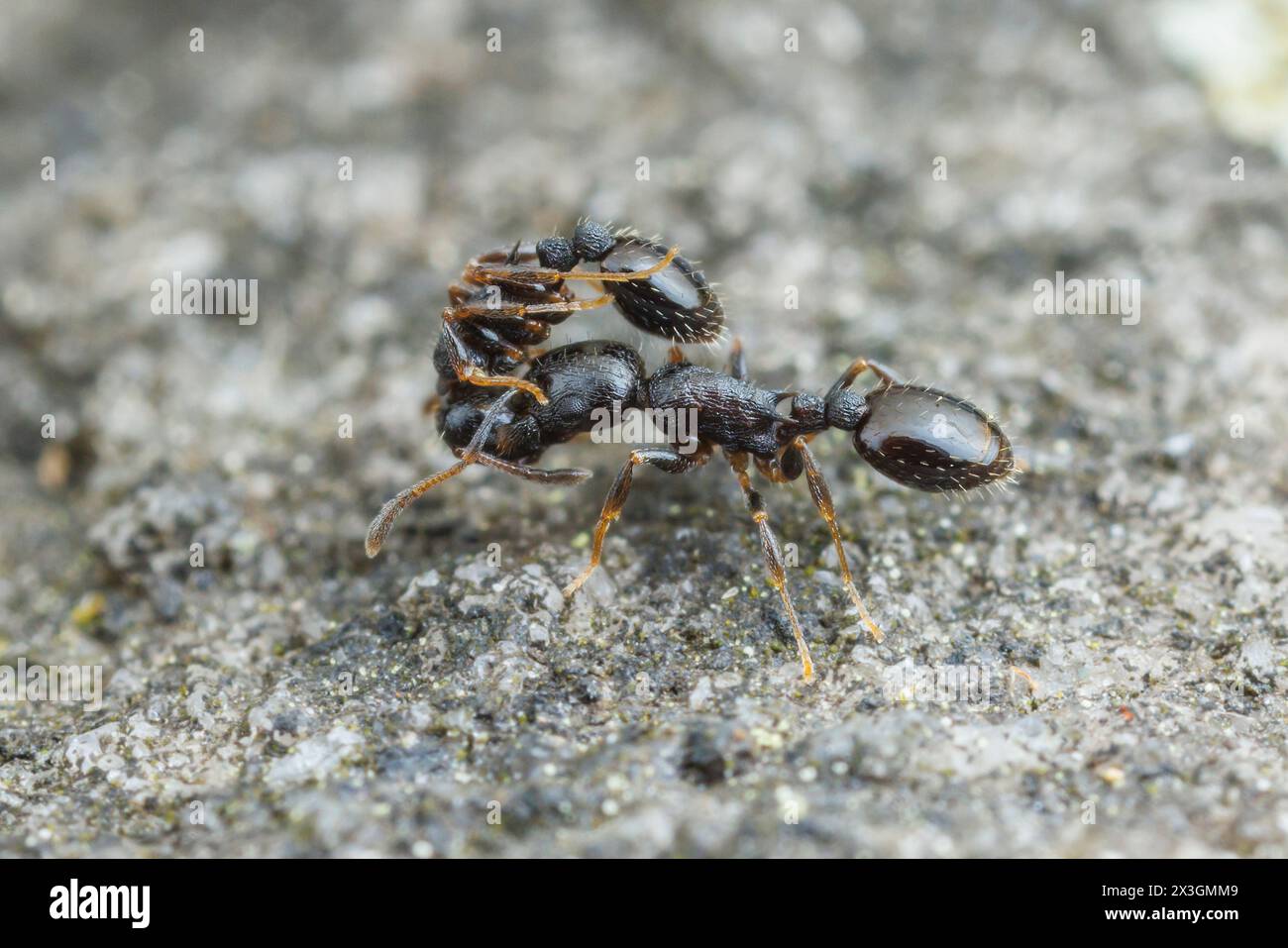 An Acorn Ant (Temnothorax longispinosus) A worker carries another worker, likely as part of moving the colony to a new location. Stock Photo