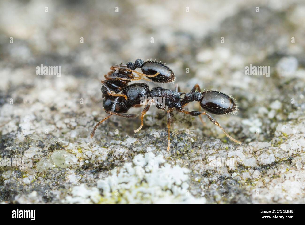 An Acorn Ant (Temnothorax longispinosus) A worker carries another worker, likely as part of moving the colony to a new location. Stock Photo